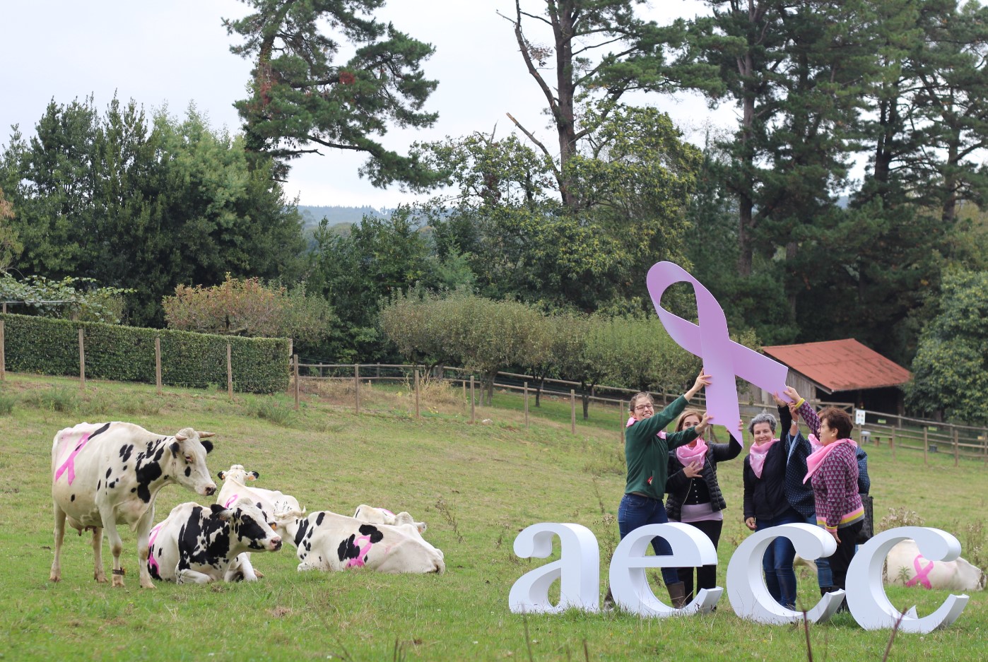 Vacas contra el caner y la asociación contra el cancer de ordes